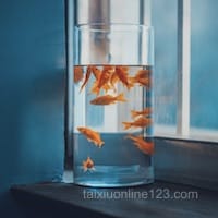 Ảnh đại diện của người chơi Mai Xuân Trang